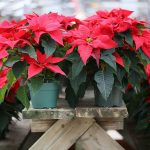 Christmas Poinsettia